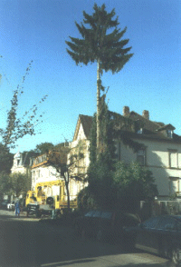 Baumschneidearbeiten