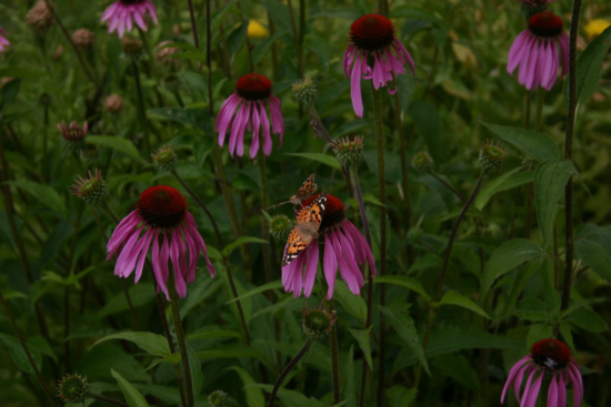 Kleines Sommerstauden-Beet
