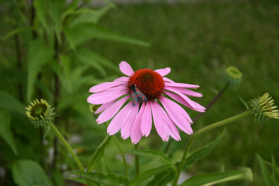 Schmetterlinge in gro r Vielzahl besuchen die Stauden.