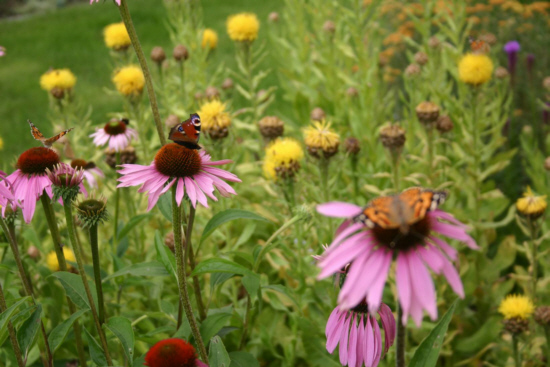 Das Blutstr&ouml;fchen